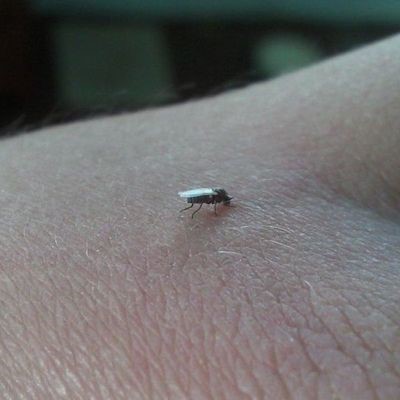 В Брестской области прогнозируют высокую активность кровососущих мошек. Рассказываем, как защититься от укусов насекомых